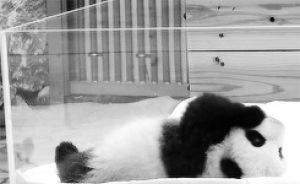 animals,panda,sleeping,rolling