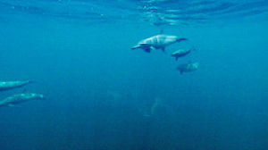 dolphins,the blue planet,spotted dolphins