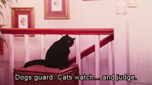 salem,kitties,cat,witch,sabrina,which,sabrina the teenage witch,cats kitties