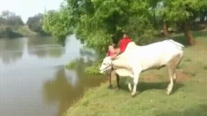 cow,lead,river,dude,looks,ongole
