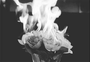 flowers,moigifs,fire,black and white,nature