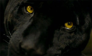 panthera,beautiful,black and white,love,black,eyes,big cat