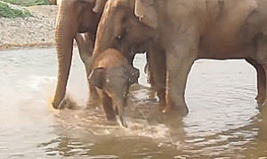 baby,elephant,mind,trunk