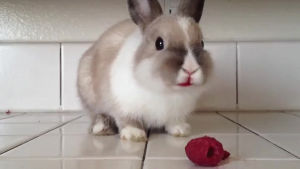 bunny,eating,raspberriessauce