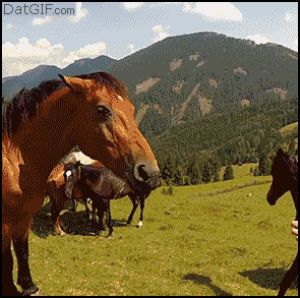 horse,hungry