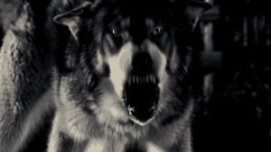 angry wolf,wolf