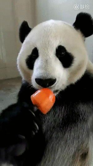 panda,popsicle,eyebleach