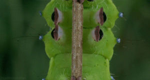 caterpillar,close,satisfying,twig,rnatureisfuckinglit
