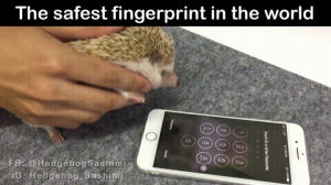 hedgehog,iphone