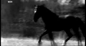 black and white,wow,bw,horse