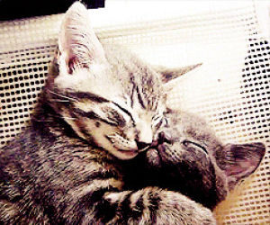 kitty,animals spooning,cat,hug