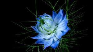 blue,plant,flower opening,flower,nature,timelapse,petals,fd