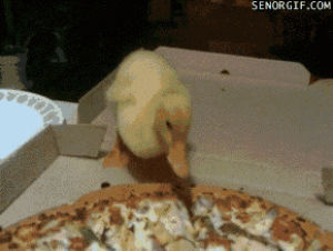 animals,cute,party,eating,pizza,best of week,ducks,critter,duckling