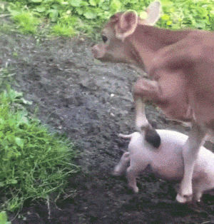 cow,animal friendship,pig