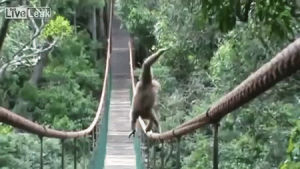 walk,gibbon,nature,tightrope