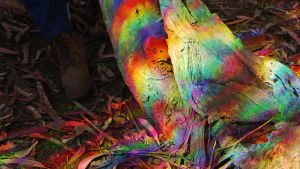 nature,art,trippy,rainbow,tree,adam ferriss