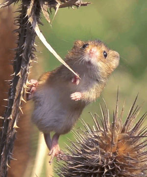 mouse,prickles