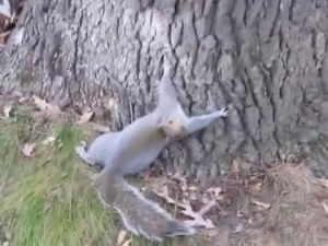 squirrel,tree