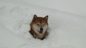 dog,snow,play,ball,burrow