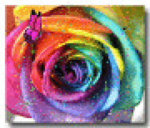 rose,picture,rainbow