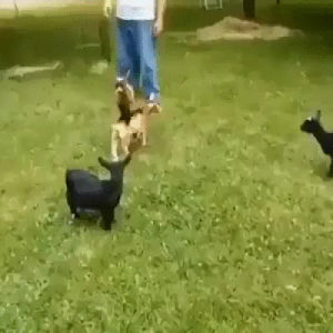 baby,goat,demonstration
