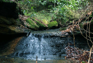 waterfall,peaceful,animation,watson,forest,nature,water,beautiful,peace,woods,stream,hwatson,creek,hw