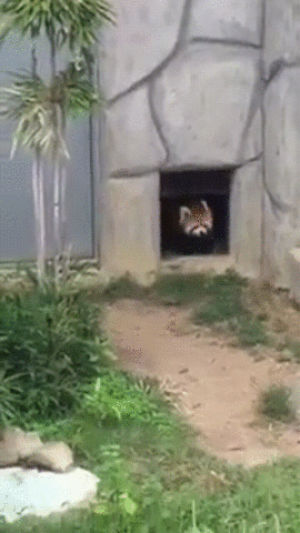 red panda,red panda vs rock,adorable,qt,super qt