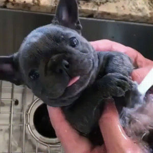 puppy,cute,pug,bath,bath time,aww