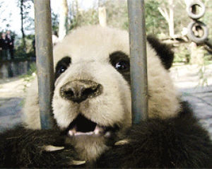 panda,panda cute,kawaii,cute animal,cuteness,love,cute,free,panda bear,liberami,panda go panda,born to be free,catsarial