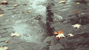 rain,fall,autumn