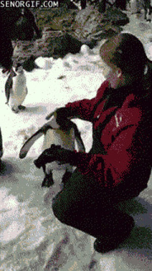 cute,animals,snow,hugs,penguins,best of week