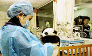 animals,baby,animal,hug,bear,panda,cuddle,panda bear,baby panda,my dream job