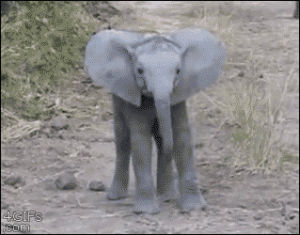 baby elephant,animals,elephant,calf,charges