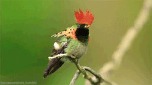 birds,hummingbird,animals,helmet,ornithology,becausebirds
