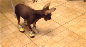 dog,shoes