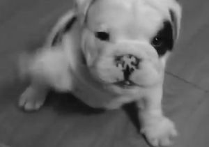 bulldog,animals,dog,adorable,puppy,look at the little guy