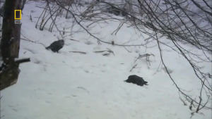 nature,snow,crows