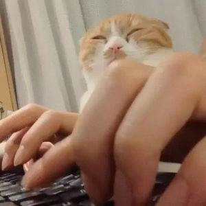 typing,cat