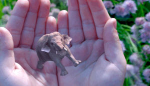 elephant,hands