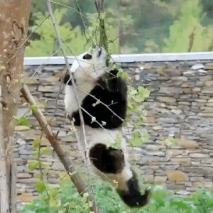 falling,fail,panda