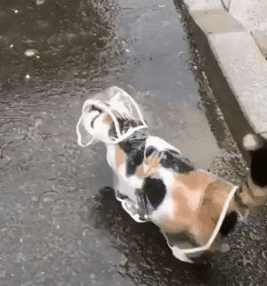 rain,raining,raincoat,rain coat,dog
