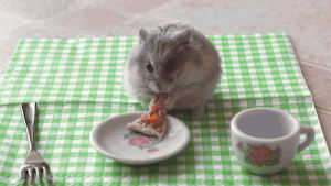hamster,pets,pet,funny,cute,animal,pizza,funny s,cute s,animal s,hamster s,pet s,pizza s