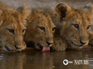lion,cubs,drinking,eyebleach,alert,staying