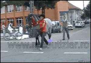 horse,request,downvote,attempt,knocked out,kicked by horse