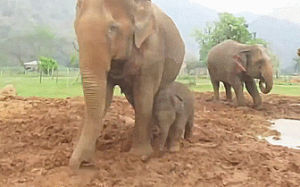 elephant,baby,lap,vroom