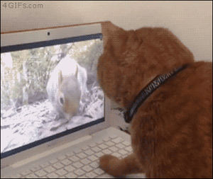 computer,squirrel,cat