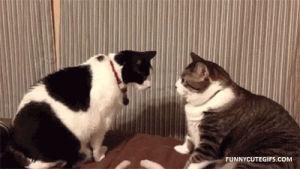 cat,cat fight,funny cat
