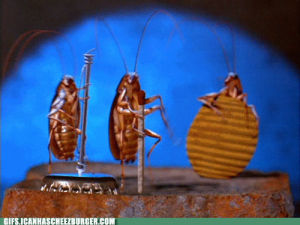 cockroach,bugs,animal