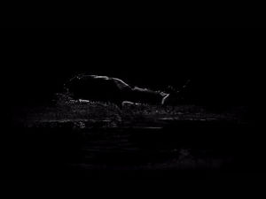 glitch,particles,water,deer,nature,night,bw