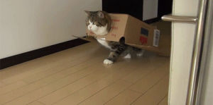train,pandawhale,box,cat,sitepandawhalecom,hitting,repeatedly,repeatedlycatfort
